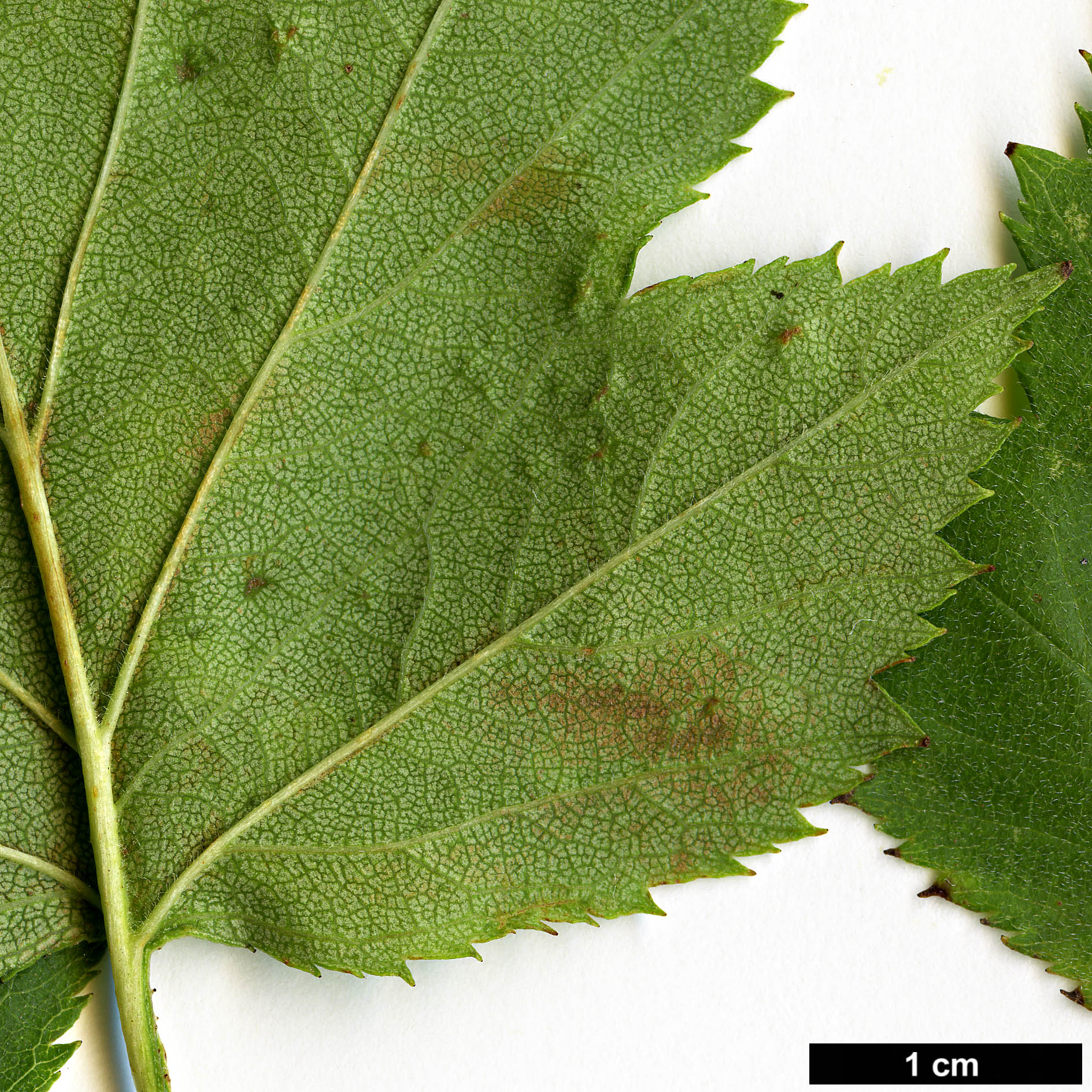 High resolution image: Family: Rosaceae - Genus: Crataegus - Taxon: coccinioides - SpeciesSub: var. dilatata